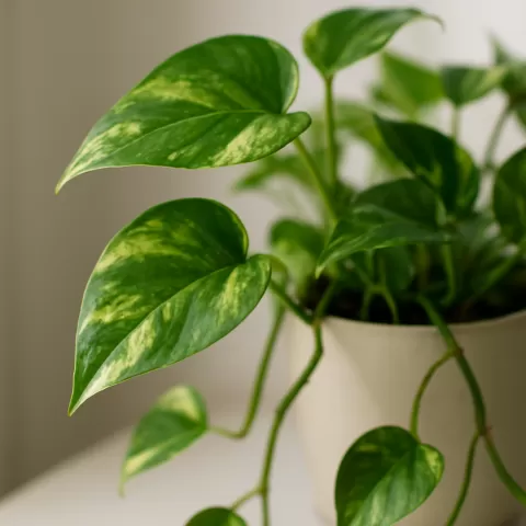Golden pothos (Epipremnum aureum) trailing variegated heart-shaped leaves from a pot in natural light
